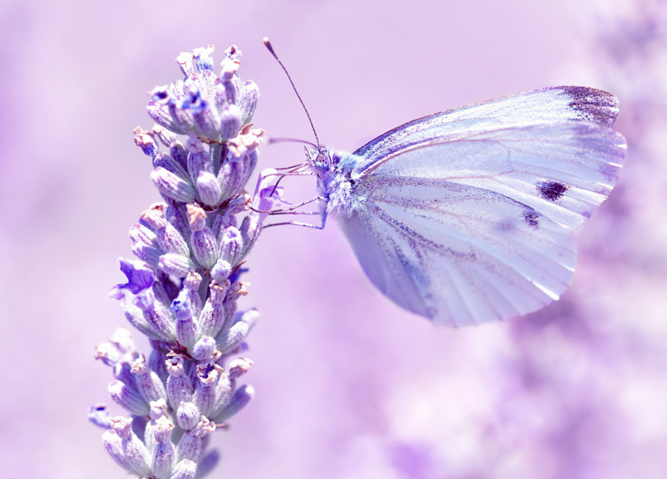 The Benefits of Struggling – the Butterfly Story